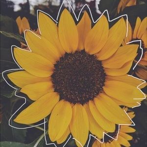 Meet your Posher, Sofia